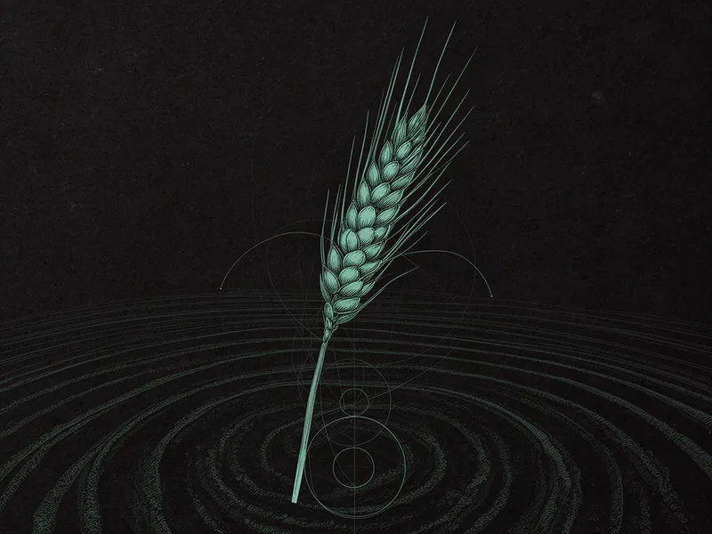 Engraved teal line drawing of a wheat stalk rising from concentric tilled-field contours